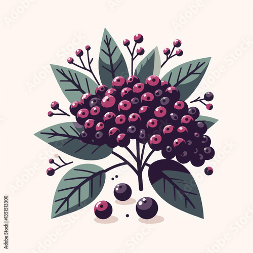 black, elderberry, berry, nature, healthy, herbal, branch, fruit, elder, fresh, organic, sambucus, food, botanical, background, wild, natural, green, plant, leaf, juicy, medicine, ripe, twig, red, ber