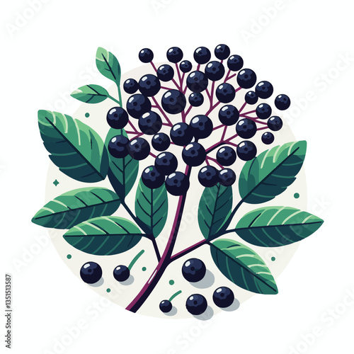 black, elderberry, berry, nature, healthy, herbal, branch, fruit, elder, fresh, organic, sambucus, food, botanical, background, wild, natural, green, plant, leaf, juicy, medicine, ripe, twig, red, ber