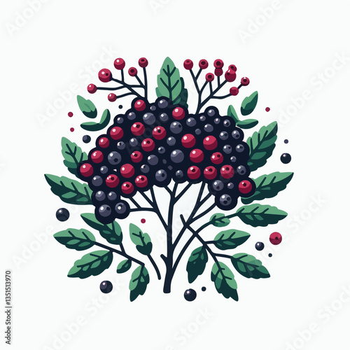 black, elderberry, berry, nature, healthy, herbal, branch, fruit, elder, fresh, organic, sambucus, food, botanical, background, wild, natural, green, plant, leaf, juicy, medicine, ripe, twig, red, ber