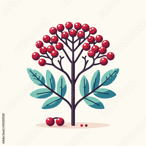 black, elderberry, berry, nature, healthy, herbal, branch, fruit, elder, fresh, organic, sambucus, food, botanical, background, wild, natural, green, plant, leaf, juicy, medicine, ripe, twig, red, ber