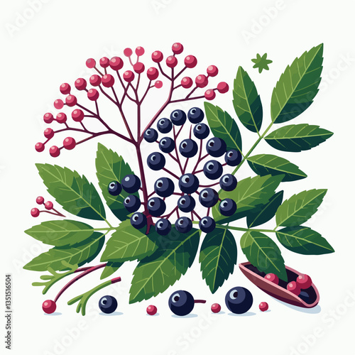 black, elderberry, berry, nature, healthy, herbal, branch, fruit, elder, fresh, organic, sambucus, food, botanical, background, wild, natural, green, plant, leaf, juicy, medicine, ripe, twig, red, ber