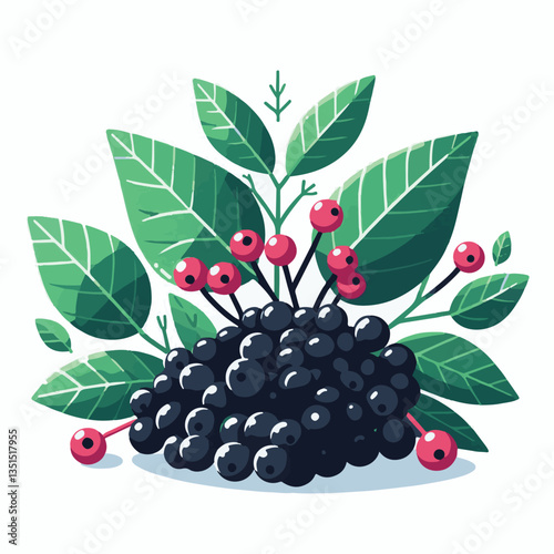 black, elderberry, berry, nature, healthy, herbal, branch, fruit, elder, fresh, organic, sambucus, food, botanical, background, wild, natural, green, plant, leaf, juicy, medicine, ripe, twig, red, ber