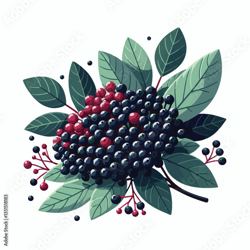 black, elderberry, berry, nature, healthy, herbal, branch, fruit, elder, fresh, organic, sambucus, food, botanical, background, wild, natural, green, plant, leaf, juicy, medicine, ripe, twig, red, ber