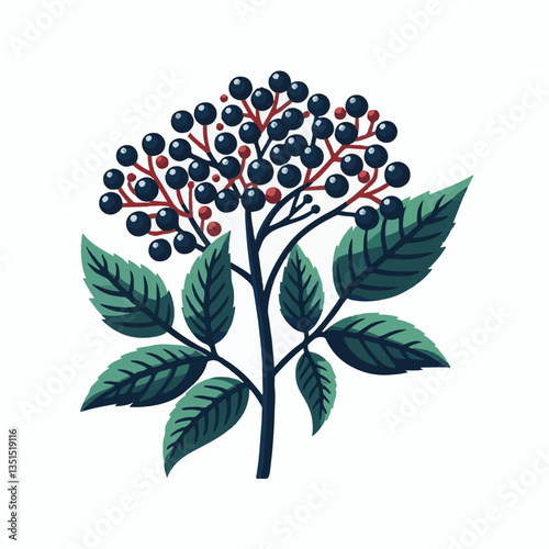 black, elderberry, berry, nature, healthy, herbal, branch, fruit, elder, fresh, organic, sambucus, food, botanical, background, wild, natural, green, plant, leaf, juicy, medicine, ripe, twig, red, ber