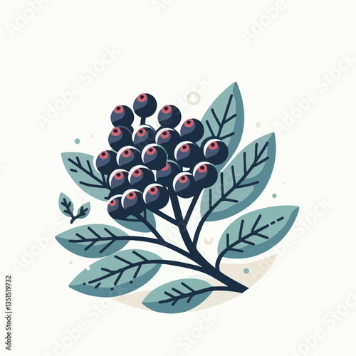 black, elderberry, berry, nature, healthy, herbal, branch, fruit, elder, fresh, organic, sambucus, food, botanical, background, wild, natural, green, plant, leaf, juicy, medicine, ripe, twig, red, ber