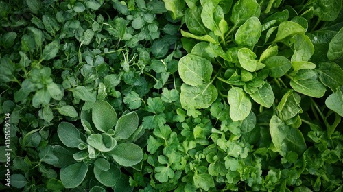 Wallpaper Mural A vertical garden with a mix of leafy greens and herbs Torontodigital.ca