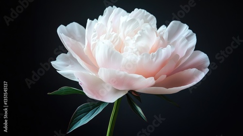 A soft pink peony flower is in full bloom, displaying its delicate petals and lush green leaves set against a dark background