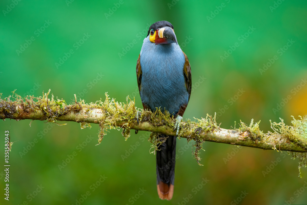 The mountain plate-billed toucan is native to the western slopes of Ecuador and extreme southern Colombia, and inhabits the high-altitude moist montane forests of the Andes.