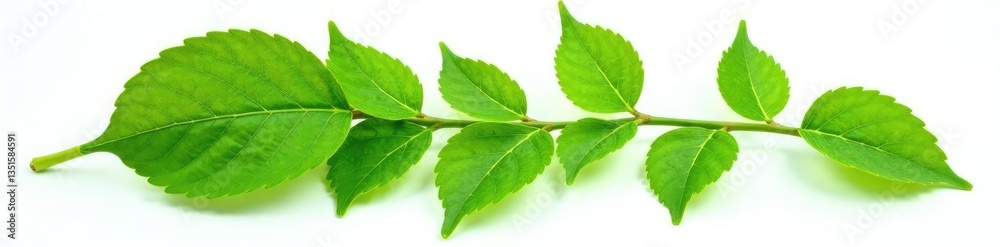 Obraz premium Leafy green branch with veins isolated on white background, leaves, nature