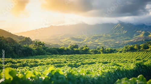 Lush Vineyard Landscape at Sunrise photo