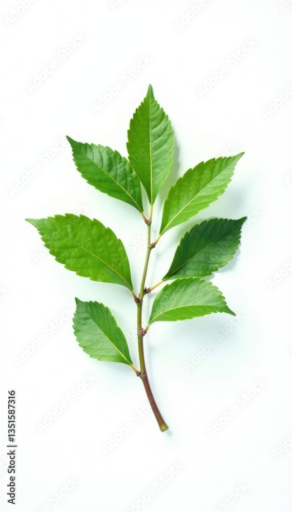 Single branch with small leaves and twigs on white background, leaf, branch, green Single branch with small leaves and twigs on white background, leaf, branch, green