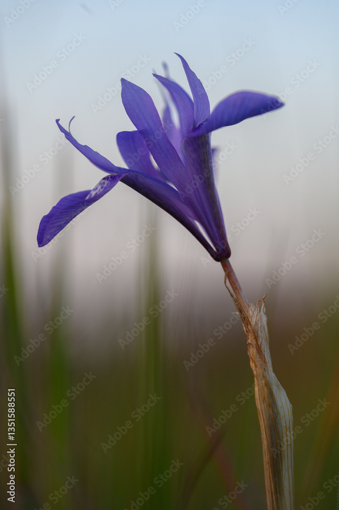 Obraz premium Vibrant purple flower stands tall against a soft sunset backdrop in a tranquil meadow