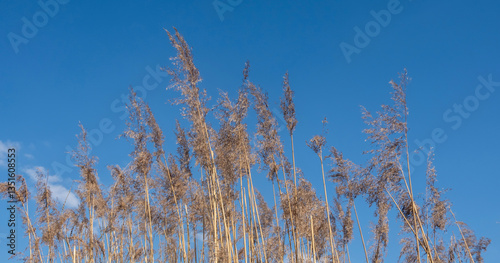 Delicate Reeds Bathed in the Light of a Sunny Day. Flowering Decorative Grass. Blue Sunny Sky Background. Sunny Autumn Meadow. Decorative Grass Moved by the Wind.
