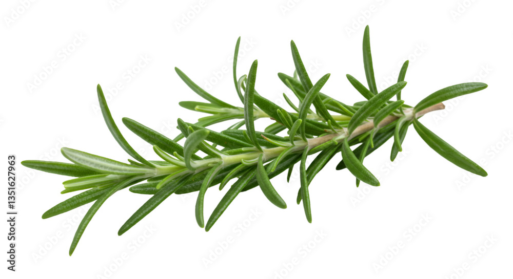 Fototapeta premium Rosemary twig isolated on a transparent background background. Fresh rosemary leaf branch. Herbal spices, hair care, healthy food, cooking design elements. cut out, PNG, top view / flat lay