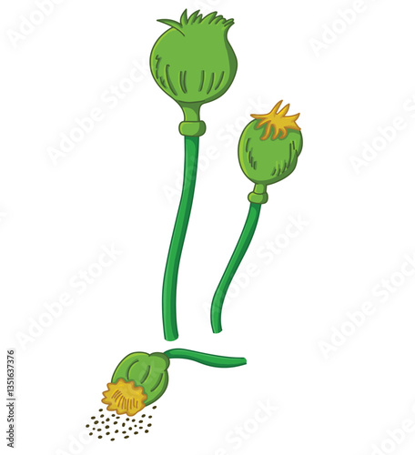 Cute cartoon hand drawn vector  Opium Seed clipart.