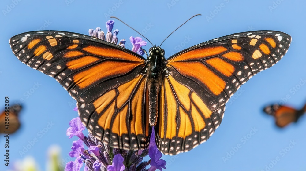 Obraz premium Close-Up of a Monarch Butterfly Resting on Lavender Flowers under a Clear Blue Sky