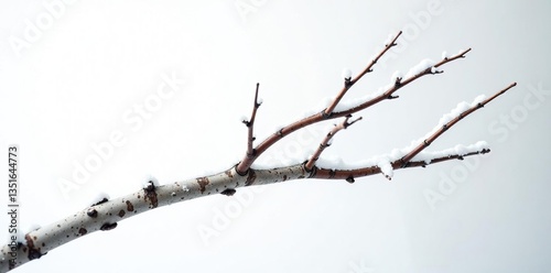 Twisted silver birch branch against a white backdrop, rustic, trees, frosty