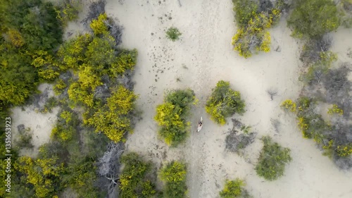 Wallpaper Mural Aerial view of lush green trees, a person on a horse Torontodigital.ca