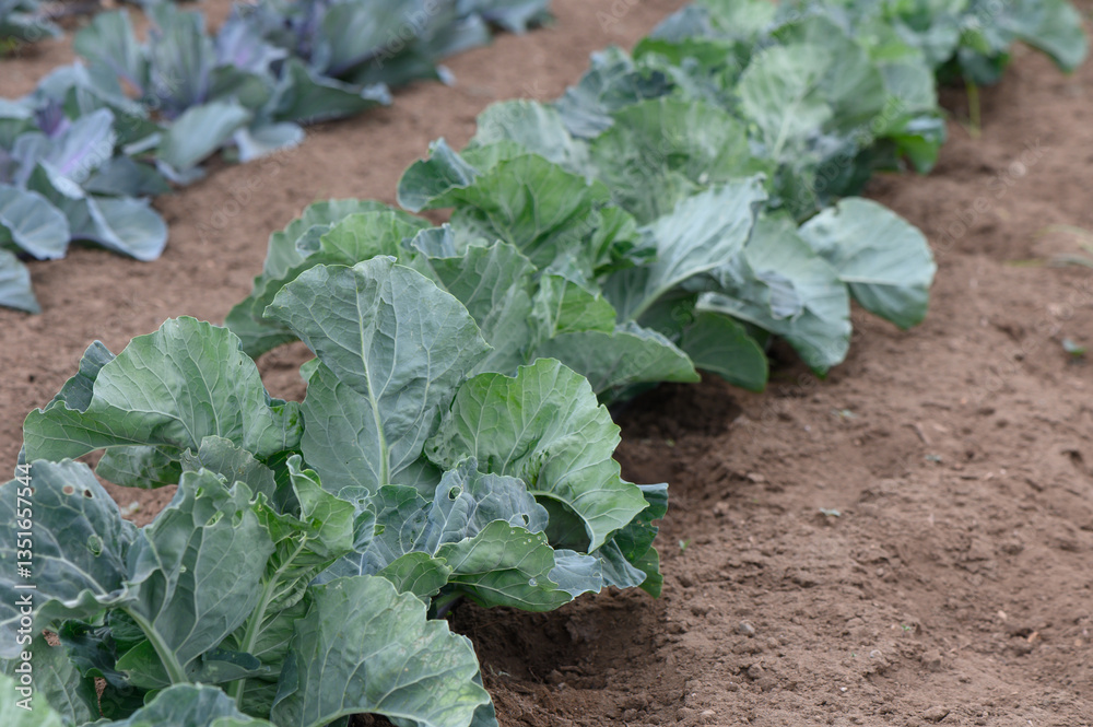 Vibrant cabbage plants thriving in a lush garden plot under a clear sky during late spring Vibrant cabbage plants thriving in a lush garden plot under a clear sky during late spring