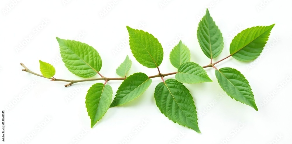 A single branch with leaves isolated on white background, botanical, pure, nature A single branch with leaves isolated on white background, botanical, pure, nature
