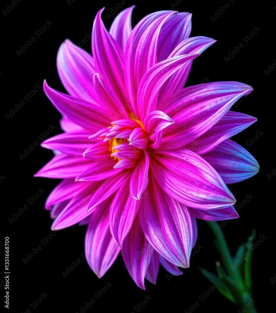 Fototapeta premium Surreal dark chrome pink & purple dahlia, macro detail, isolated on black background, dark, intricate, surreal photography