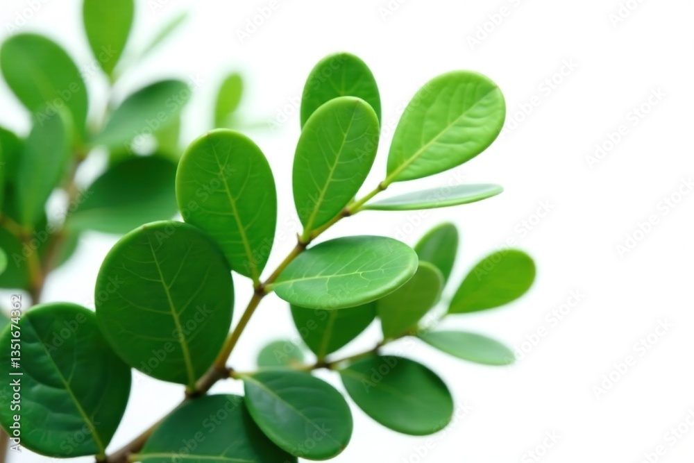 Leafy green eucalyptus isolated on white background, botanical, greenery, leaves Leafy green eucalyptus isolated on white background, botanical, greenery, leaves