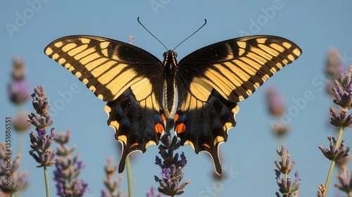 Vibrant Yellow and Black Butterfly Resting on Lavender Flowers Against a Clear Blue Sky