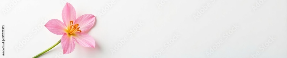 Simple yet elegant flower on a plain white surface, flowers, blooming, botany Simple yet elegant flower on a plain white surface, flowers, blooming, botany