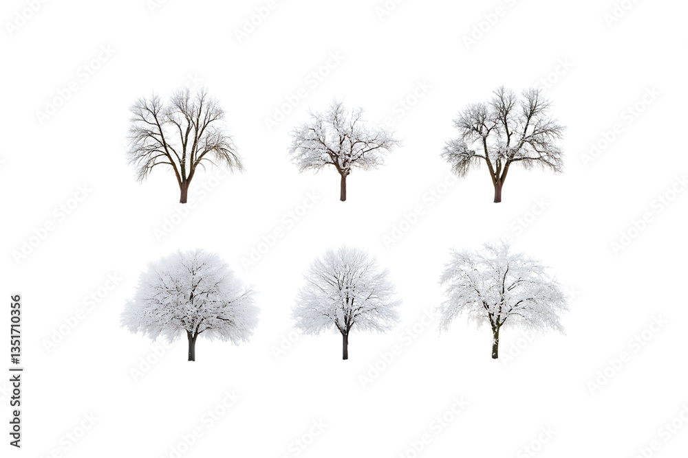 Obraz premium Snow-Covered Trees Collection with Transparent Background