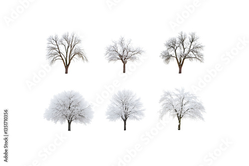 Snow-Covered Trees Collection with Transparent Background