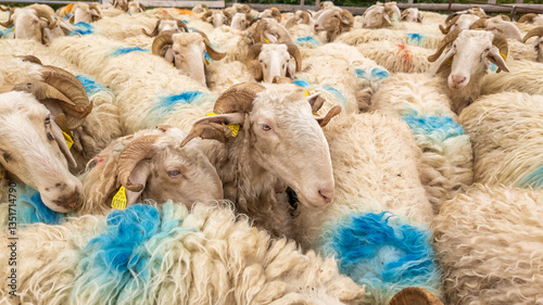 Obraz na płótnie Sheep farm in the Pyrenees mountains. Cheese production in France w salonie