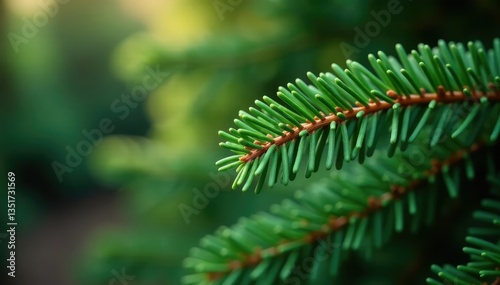 Long stem of fir branch with soft needles and ridges, tree bark, wood grain, needle