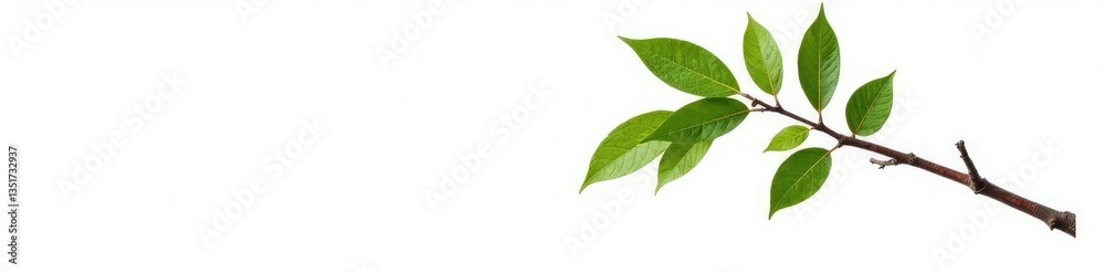 Single tree branch isolated on white background, isolation, simplicity, clean Single tree branch isolated on white background, isolation, simplicity, clean