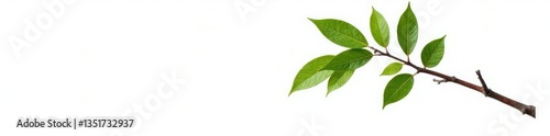 Single tree branch isolated on white background, isolation, simplicity, clean