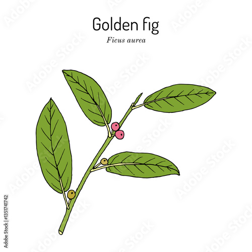 Golden fig (Ficus aurea), edible and medicinal plant. Hand drawn botanical vector illustration