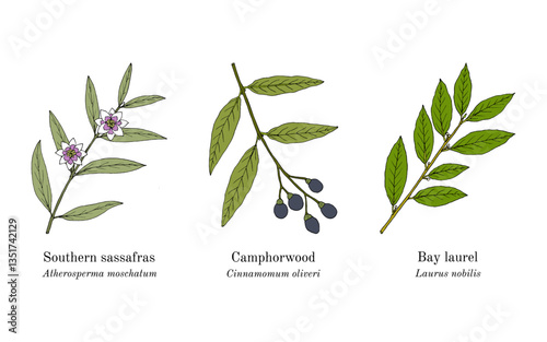 Collection of edible and medicinal plants. Hand drawn botanical vector illustration