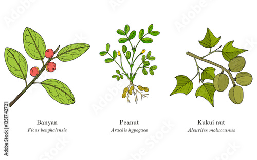 Collection of edible and medicinal plants. Hand drawn botanical vector illustration
