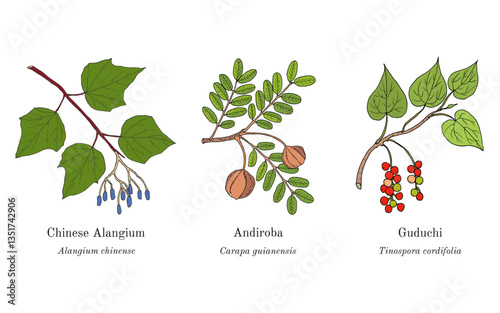 Collection of edible and medicinal plants. Hand drawn botanical vector illustration