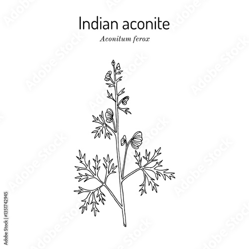 Indian Aconite (Aconitum ferox), medicinal plant. Hand drawn botanical vector illustration