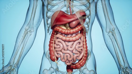 Exploring the Human Digestive System and Its Intricate Functions in Maintaining Health and Wellbeing