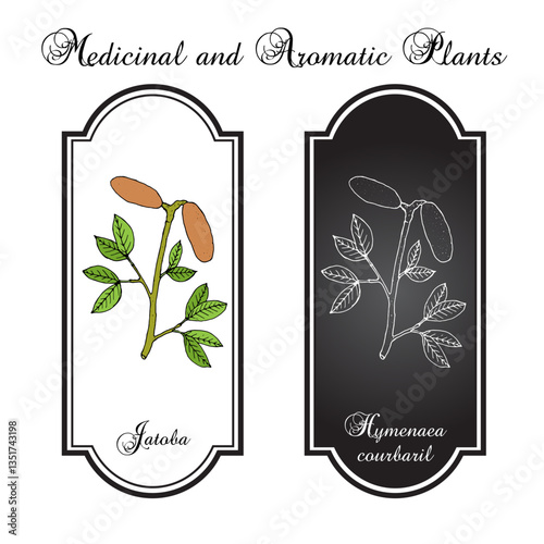 Jatoba, Hymenaea courbaril, or West Indian locust, Brazilian cherry, edible plant. Hand drawn vector illustration
