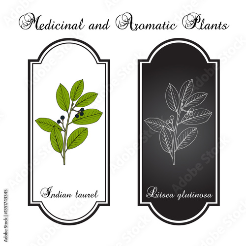 Indian Laurel (Litsea glutinosa), medicinal plant. Hand drawn botanical vector illustration