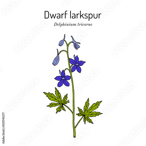 Dwarf larkspur (Delphinium tricorne), ornamental plant. Hand drawn botanical vector illustration