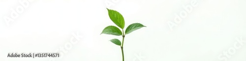 Single stem of green plant isolated on white background, green, leaf