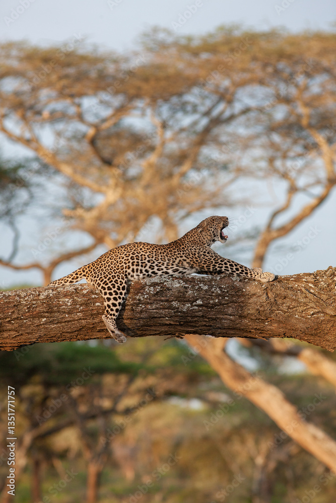 Obraz premium Léopard sur un arbre 