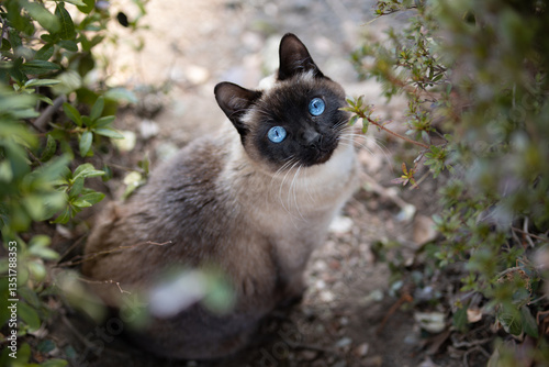 公園で上を見上げるシャム猫柄の野良猫