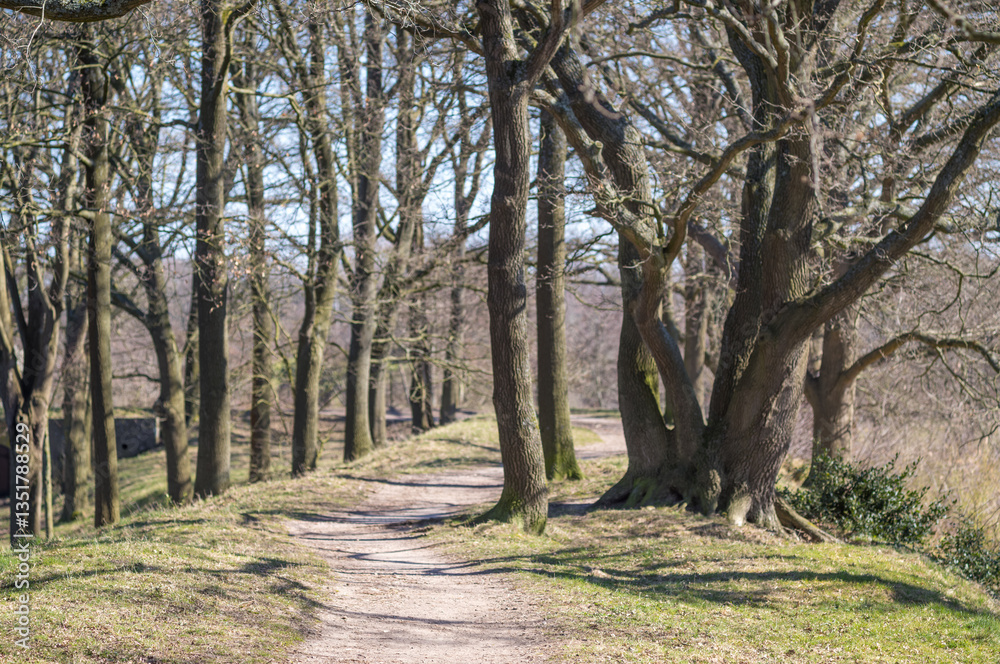Winding path through bare trees in early spring forest Winding path through bare trees in early spring forest