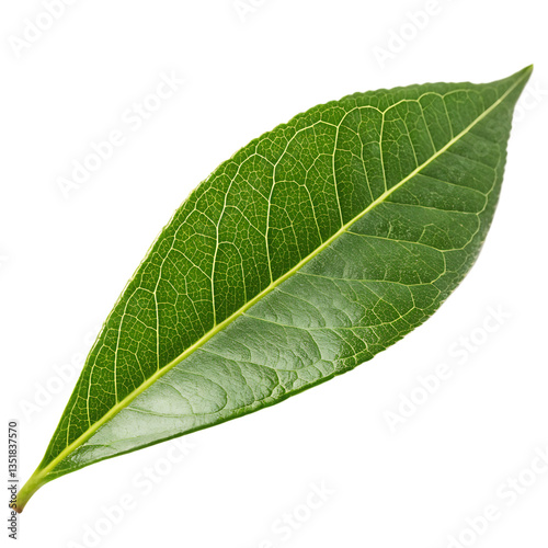 A fresh lemon myrtle leaf isolated on a transparent background