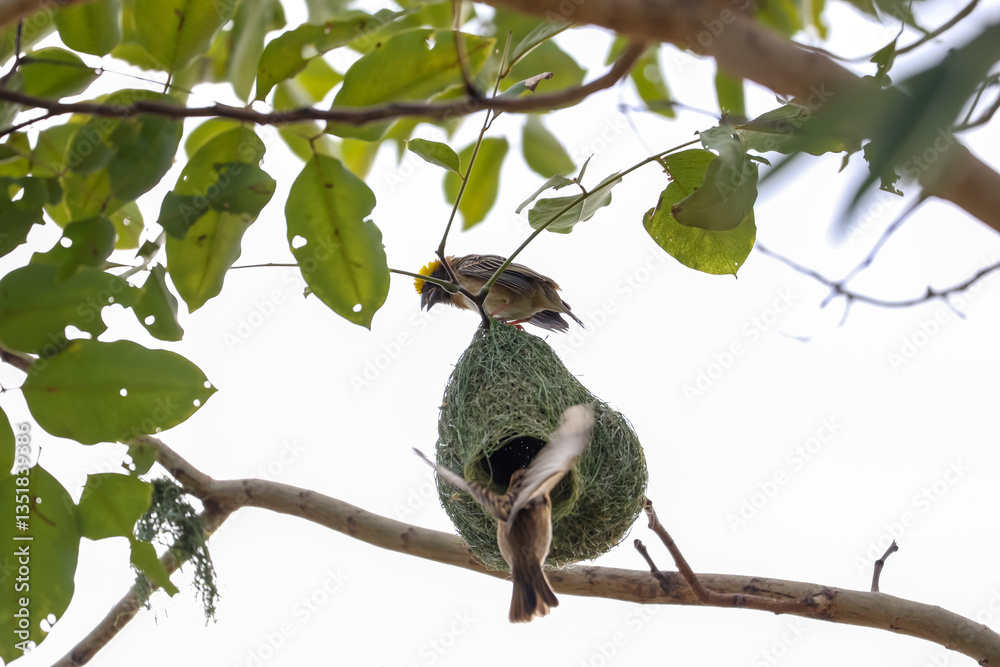 Fototapeta premium Close up nest bird from leaf dry in nature garden on tree