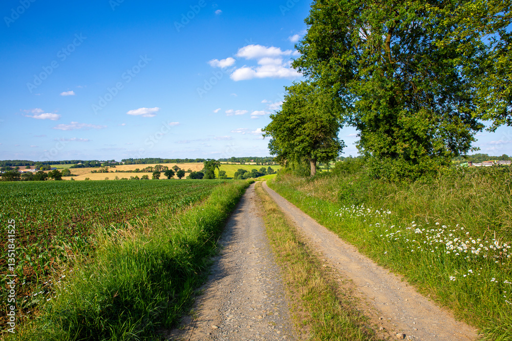 Fototapeta premium Route de campagne au milieu des champs cultivés en été.